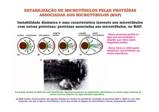 ESTABILIZAÇÃO DE MICROTÚBULOS PELAS PROTEÍNAS
ASSOCIADAS AOS MICROTÚBULOS (MAP)
Instabilidade dinâmica é uma característica inerente aos microtúbulos
com outras proteínas: proteínas associadas aos microtúbulos, ou MAP.
. Essas proteínas podem se
ligar aos microtúbulos e
impedir que estes sejam
despolimerizados.
. Desse forma a célula pode
estabilizar microtúbulos em
locais específicos.
. Um grande número de MAP tem sido identificado. Algumas encontram-se amplamente distribuídas em muitos tipos celulares, já
outras ocorrem somente em tipos celulares específicos.
. As MAP melhor caracterizadas são aquelas isoladas do cérebro de mamíferos, incluindo as proteínas MAP-1, MAP-2 e tau: dois
domínios, um que se liga ao microtúbulo e outro que auxilia na ligação do microtúbulo a outros componentes celulares.
 