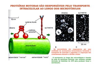 PROTEÍNAS MOTORAS SÃO RESPONSÁVEIS PELO TRANSPORTE
INTRACELULAR AO LONGO DOS MICROTÚBULOS
. Os microtúbulos são responsáveis por uma
variedade de movimentos intracelulares incluindo o
transporte de vesículas e organelas e a separação dos
cromossomos durante a divisão celular
. O movimento ao longo dos microtúbulos é basedo
na ação de proteínas motoras, que utilizam energia
derivada da hidrólise do ATP para produzir força e
movimento.
 