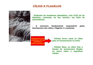CÍLIOS E FLAGELOS
. Projeções da membrana plasmática, com 0,25 m de
diâmetro, contendo, no seu interior, um feixe de
microtúbulos.
. A estrutura fundamental responsável pelos
movimentos dos cílios e flagelos é o axonema.
Responsáveis pelo
movimento de uma
variedade de
células eucarióticas.
. Células livres usam os cílios
para se locomoverem no meio.
. Células fixas, os cílios têm a
função de movimentar fluidos
ou muco sobre a superfície
celular.
 