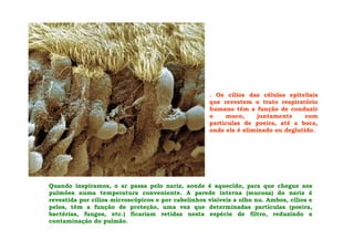 . Os cílios das células epiteliais
que revestem o trato respiratório
humano têm a função de conduzir
o muco, juntamente com
partículas de poeira, até a boca,
onde ele é eliminado ou deglutido.
Quando inspiramos, o ar passa pelo nariz, aonde é aquecido, para que chegue aos
pulmões numa temperatura conveniente. A parede interna (mucosa) do nariz é
revestida por cílios microscópicos e por cabelinhos visíveis a olho nu. Ambos, cílios e
pelos, têm a função de proteção, uma vez que determinadas partículas (poeira,
bactérias, fungos, etc.) ficariam retidas nesta espécie de filtro, reduzindo a
contaminação do pulmão.
 