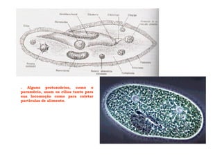 . Alguns protozoários, como o
paramécio, usam os cílios tanto para
sua locomoção como para coletar
partículas de alimento.
 