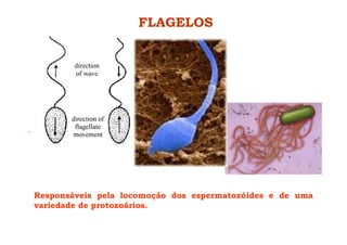 FLAGELOS
Responsáveis pela locomoção dos espermatozóides e de uma
variedade de protozoários.
 