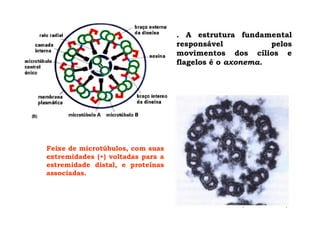 Feixe de microtúbulos, com suas
extremidades (+) voltadas para a
estremidade distal, e proteínas
associadas.
. A estrutura fundamental
responsável pelos
movimentos dos cílios e
flagelos é o axonema.
 