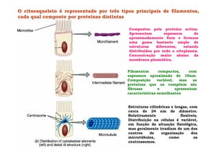 Compostos pela proteína actina.
Apresentam espessura de
aproximadamente 8nm e formam
uma gama bastante ampla de
estruturas diferentes, estando
distribuídos por todo o citoplasma.
Concentração maior abaixo da
membrana plasmática.
Filamentos compactos, com
espessura aproximada de 10nm.
Composição variável, mas as
proteínas que os compõem são
fibrosas e apresentam
características semelhantes
Estruturas cilíndricas e longas, com
cerca de 24 nm de diâmetro.
Relativamente flexíveis.
Distribuição na células é variável,
em função da situação fisiológica,
mas geralmente irradiam de um dos
centros de organização dos
microtúbulos, como os
centrossomos.
O citoesqueleto é representado por três tipos principais de filamentos,
cada qual composto por proteínas distintas
 