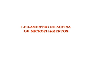 1.FILAMENTOS DE ACTINA
OU MICROFILAMENTOS
 