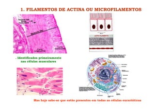 1. FILAMENTOS DE ACTINA OU MICROFILAMENTOS
Mas hoje sabe-se que estão presentes em todas as células eucarióticas
. Identificados primeiramente
nas células musculares
 