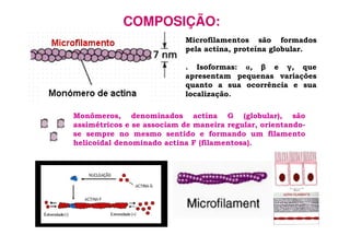 Microfilamentos são formados
pela actina, proteína globular.
. Isoformas: , β e γ, que
apresentam pequenas variações
quanto a sua ocorrência e sua
localização.
Monômeros, denominados actina G (globular), são
assimétricos e se associam de maneira regular, orientando-
se sempre no mesmo sentido e formando um filamento
helicoidal denominado actina F (filamentosa).
COMPOSIÇÃO:
 