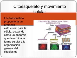 El citoesqueleto
proporciona un
armazón
estructural para la
célula, actuando
como un andamio
que determina la
forma celular y la
organización
general del
citoplasma
Citoesqueleto y movimiento
celular
 