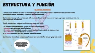 Las proteínas de estos filamentos se agrupan en cuatro clases principales:
1)queratina, característicos de células epiteliales
2)vimentina en células del tejido conectivo, musculares y las células de soporte del sistema nervioso
3) neurofilamentos, característicos de las neuronas
FILAMENTOS INTERMEDIOS
Forman una red alrededor del núcleo que se distribuye por todo el citoplasma, se anclan a la membrana en la zona de las uniones
intercelulares llamadas desmosomas y al substrato en los hemidesmosomas.
Son flexibles y tienen gran fuerza tensora, se deforman en condiciones de estrés pero no se rompen, su principal función es permitir a la
célula soportar el estrés mecánico.
Pueden desensamblarse en algunas condiciones como la migración celular.
4) las láminas, localizadas en la cara interna de la envoltura nuclear
Los filamentos intermedios se han asociado a funciones tales como el tráfico vesicular y migración celular.
estructura y función
La ausencia de filamentos se ha
relacionado con la neurodegeneración.
Defectos en las laminas causan
envejecimiento prematuro de los
individuos afectados.
 