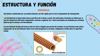 MICROTÚBULOS
Son cilindros constituidos por la proteína tubulina, son más rígidos que los otros componentes del citoesqueleto.
Los microtúbulos se desarrollan hacia la periferia de la célula, a partir del centrosoma, formando un sistema por el
cual se transportan diferentes componentes (vesículas, orgánulos, etc.). Estos movimientos son mediados por proteínas
motoras que se asocian a los microtúbulos.
Los microtúbulos forman estructuras como los cilios y flagelos que parten del axonema, el cual funciona como centro
organizador de los microtúbulos. Éstos sirven como propulsores a la célula o desplazan el fluido sobre la superficie
celular.
estructura y función
 
