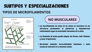 subtipos y especializaciones
TIPOS DE MICROFILAMENTOS
Los microfilamentos de actina de las células no musculares no son
estructuras permanentes: se polimerizan y despolimerizan
continuamente según las necesidades funcionales de la célula
Los filamentos de actina pueden adoptar dos formas: redes (filamina)
y haces (tropomiosina)
Movimiento ameboide, microvellosidades intestinales o anillo
ecuatorial contráctil en la citocinesis animal.
NO MUSCULARES
 
