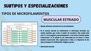 subtipos y especializaciones
TIPOS DE MICROFILAMENTOS
Máxima eficiencia contráctil de los microfilamentos.
En el músculo estriado los miofilamentos se distribuyen formando una
unidad repetitiva que recibe el nombre de sarcómero. Esta unidad mide
unos 2.4 µm de longitud y aproximadamente 1 µm de ancho. Presenta bandas
transversales I, A, H, pseudo-H y M, enmarcadas por las líneas Z o discos
también transversales. Esta organización se debe a la disposición de dos
tipos principales de miofilamentos: delgado y grueso
Contracción muscular
MUSCULAR ESTRIADO
 