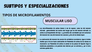 subtipos y especializaciones
TIPOS DE MICROFILAMENTOS
Los microfilamentos de actina tienen 6 nm de espesor, como los del músculo
estriado, generalmente son mucho más largos que los del músculo estriado. La
actina es principalmente del tipo α y presenta dos variedades que son exclusivas
del músculo liso (una del músculo liso vascular y otra de los demás tipos).
La contracción del músculo liso carece de verdaderas sarcómeros, sigue el mismo
modelo que el de los haces contráctiles de filamentos de actina de las células no
musculares. Los filamentos de actina se anclan en las placas de fijación (bajo la
membrana plasmática o en posición más interna) por un extremo y por el otro
extremo queda libre.
MUSCULAR LISO
 