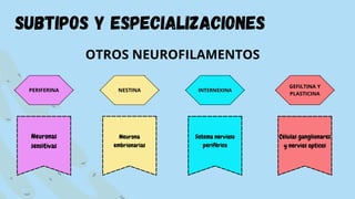 Neuronas
sensitivas
Neurona
embrionarias
Sistema nervioso
periférico
Células ganglionares
y nervios opticos
PERIFERINA
subtipos y especializaciones
OTROS NEUROFILAMENTOS
NESTINA INTERNEXINA
GEFILTINA Y
PLASTICINA
 