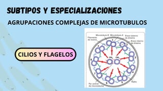 subtipos y especializaciones
AGRUPACIONES COMPLEJAS DE MICROTUBULOS
CILIOS Y FLAGELOS
 