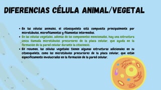 diferencias célula animal/vegetal
En las células animales, el citoesqueleto está compuesto principalmente por
microtúbulos, microfilamentos y filamentos intermedios.
En las células vegetales, además de los componentes mencionados, hay una estructura
única llamada microtúbulos precursores de la placa celular, que ayuda en la
formación de la pared celular durante la citocinesis.
En resumen, las células vegetales tienen algunas estructuras adicionales en su
citoesqueleto, como los microtúbulos precursores de la placa celular, que están
específicamente involucrados en la formación de la pared celular.
 