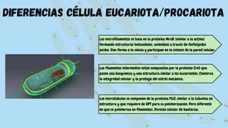 Los microfilamentos se basa en la proteína MreB (similar a la actina)
formando estructuras helicoidales, uniéndose a través de fosfolípidos
ácidos. Dan forma a la célula y participan en la síntesis de la pared celular.
Los filamentos intermedios están compuestos por la proteína CreS que
posee una bioquímica y una estructura similar a los eucariontes. Conserva
la integridad celular y la protege del estrés mecánico.
Los microtúbulos se componen de la proteína FtsZ, similar a la tubulina en
estructura y que requiere de GPT para su polimerización. Pero diferente
en que se polimeriza en filamentos. División celular de bacterias.
diferencias célula eucariota/procariota
 
