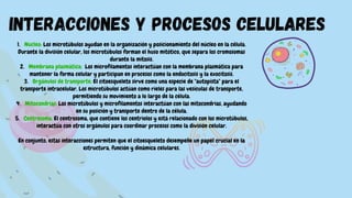 interacciones y procesos celulares
1. Núcleo: Los microtúbulos ayudan en la organización y posicionamiento del núcleo en la célula.
Durante la división celular, los microtúbulos forman el huso mitótico, que separa los cromosomas
durante la mitosis.
2. Membrana plasmática: Los microfilamentos interactúan con la membrana plasmática para
mantener la forma celular y participan en procesos como la endocitosis y la exocitosis.
3. Orgánulos de transporte: El citoesqueleto sirve como una especie de "autopista" para el
transporte intracelular. Los microtúbulos actúan como rieles para las vesículas de transporte,
permitiendo su movimiento a lo largo de la célula.
4. Mitocondrias: Los microtúbulos y microfilamentos interactúan con las mitocondrias, ayudando
en su posición y transporte dentro de la célula.
5. Centrosoma: El centrosoma, que contiene los centriolos y está relacionado con los microtúbulos,
interactúa con otros orgánulos para coordinar procesos como la división celular.
En conjunto, estas interacciones permiten que el citoesqueleto desempeñe un papel crucial en la
estructura, función y dinámica celulares.
 
