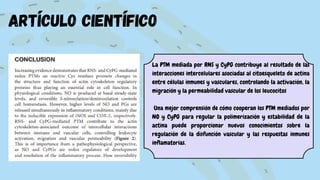 artículo científico
La PTM mediada por RNS y CyPG contribuye al resultado de las
interacciones intercelulares asociadas al citoesqueleto de actina
entre células inmunes y vasculares, controlando la activación, la
migración y la permeabilidad vascular de los leucocitos
Una mejor comprensión de cómo cooperan los PTM mediados por
NO y CyPG para regular la polimerización y estabilidad de la
actina puede proporcionar nuevos conocimientos sobre la
regulación de la disfunción vascular y las respuestas inmunes
inflamatorias.
 