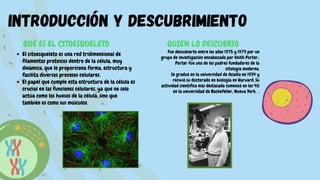Introducción y descubrimiento
QUÉ ES EL CITOESQUELETO
El citoesqueleto es una red tridimensional de
filamentos proteicos dentro de la célula, muy
dinámica, que le proporciona forma, estructura y
facilita diversos procesos celulares.
El papel que cumple esta estructura de la célula es
crucial en las funciones celulares, ya que no solo
actúa como los huesos de la célula, sino que
también es como sus músculos.
QUIÉN LO DESCUBRIÓ
Fue descubierto entre los años 1975 y 1979 por un
grupo de investigación encabezado por Keith Porter..
Porter fue uno de los padres fundadores de la
citología moderna.
Se graduó en la universidad de Acadia en 1934 y
recivió su doctorado en biología en Harvard. Su
actividad científica más destacada comenzó en los 40
en la universidad de Rockefeller, Nueva York. .
 