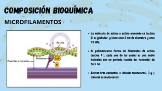 composición bioquímica
MICROFILAMENTOS
La molécula de actina o actina monomérica (actina
G) es globular, y tiene unos 5 nm de diámetro y unos
42 kDa.
Al polimerizarse forma los filamentos de actina
(actina F ), cada uno de los cuales es una doble
helicoide con un período (vuelta del helicoide) de
36.5 nm
Existen tres variantes: α (células musculares), β y γ
(celulas no musculares).
 