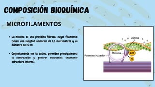 composición bioquímica
MICROFILAMENTOS
La miosina es una proteína fibrosa, cuyos filamentos
tienen una longitud uniforme de 1,6 micrómetros y un
diámetro de 15 nm.
Conjuntamente con la actina, permiten principalmente
la contracción y generar resistencia (mantener
estructura interna).
 