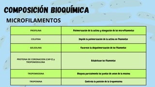 PROFILINA Polimerización de la actina y elongación de los microfilamentos
COLIFINA Impide la polimerización de la actina en filamentos
GELSOLINA Favorece la despolimerización de los filamentos
PROTEINA DE CORONACION (CAP-Z) y
TROPOMODULINA
Estabilizan los filamentos
TROPOMIOSINA Bloquea parcialmente los puntos de union de la miosina
TROPONINA Controla la posición de la tropomiosina
composición bioquímica
MICROFILAMENTOS
 