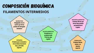 QUERATINA
Polipéptido rico en
azufre que forma
puentes de hidrogeno.
(mecánico)
composición bioquímica
FILAMENTOS INTERMEDIOS
NEUROFILAMENTOS
Proteína fibrosa que
forma finos puentes
perpendiculares
(rigidez)
GLIOFILAMENTOS
Formado por la
proteína acida
fribrilar glial
(rigidez)
VIMENTINA
Proteína fibrosa
similar a la
desmina
(soporte)
DESMINA
Proteína que se encuentra
en las células musculares
lisas y estriadas
(soporte)
 