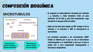 MAP de alto peso
molecular (asociación a
filamentos intermedios)
MAP de bajo peso
molecular (uniones
entre microtúbulos)
composición bioquímica
MICROTUBULOS Se organiza en heterodímeros formados por tubulina
α y tubulina β. Cada monómero tiene un peso
molecular de 55 kDa y unos 500 aminoácidos, cuya
secuencia es muy parecida en ambos.
Cada uno de ellos lleva ligado un GTP, aunque el de la
tubulina β se hidroliza a GDP al incorporarse al
microtúbulo
Las proteinas asociadas a los microtubulos (MAP)
tienen un dominio por el que se une al microtúbulo
(contribuyendo a su estabilidad) y otro por el que se
puede unir a otro componente citoesquelético o
estructura citoplásmica.
 