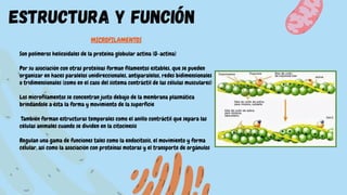MICROFILAMENTOS
Son polímeros helicoidales de la proteína globular actina (G-actina)
Por su asociación con otras proteínas forman filamentos estables, que se pueden
organizar en haces paralelos unidireccionales, antiparalelos, redes bidimensionales
o tridimensionales (como en el caso del sistema contráctil de las células musculares)
Los microfilamentos se concentran justo debajo de la membrana plasmática
brindándole a ésta la forma y movimiento de la superficie
También forman estructuras temporales como el anillo contráctil que separa las
células animales cuando se dividen en la citocinesis
Regulan una gama de funciones tales como la endocitosis, el movimiento y forma
celular, así como la asociación con proteínas motoras y el transporte de orgánulos
estructura y función
 