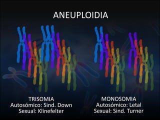 Fuente: 1. On-line Mendelian Inheritage in Men. 2. A.J. Solari, Genética Humana (2ª Edición)
ANEUPLOIDIA
TRISOMIA
Autosómico: Sind. Down
Sexual: Klinefelter
MONOSOMIA
Autosómico: Letal
Sexual: Sind. Turner
 