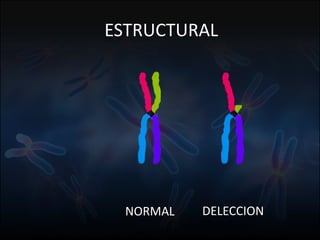 Fuente: 1. On-line Mendelian Inheritage in Men. 2. A.J. Solari, Genética Humana (2ª Edición)
ESTRUCTURAL
NORMAL DELECCION
 