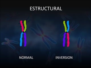 Fuente: 1. On-line Mendelian Inheritage in Men. 2. A.J. Solari, Genética Humana (2ª Edición)
ESTRUCTURAL
NORMAL INVERSION
 