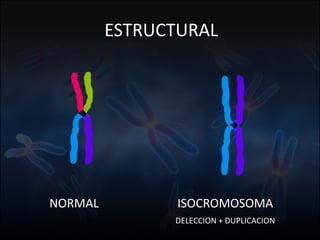 Fuente: 1. On-line Mendelian Inheritage in Men. 2. A.J. Solari, Genética Humana (2ª Edición)
ESTRUCTURAL
NORMAL ISOCROMOSOMA
DELECCION + DUPLICACION
 