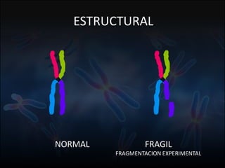 Fuente: 1. On-line Mendelian Inheritage in Men. 2. A.J. Solari, Genética Humana (2ª Edición)
ESTRUCTURAL
NORMAL FRAGIL
FRAGMENTACION EXPERIMENTAL
 