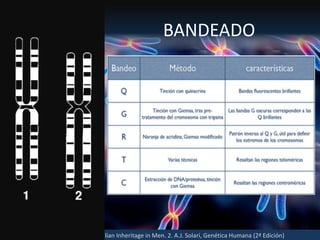 Fuente: 1. On-line Mendelian Inheritage in Men. 2. A.J. Solari, Genética Humana (2ª Edición)
BANDEADO
 
