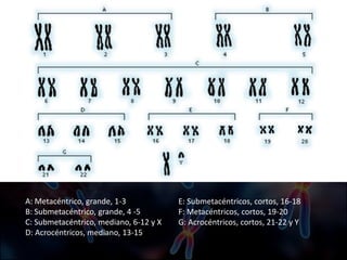 A: Metacéntrico, grande, 1-3
B: Submetacéntrico, grande, 4 -5
C: Submetacéntrico, mediano, 6-12 y X
D: Acrocéntricos, mediano, 13-15
E: Submetacéntricos, cortos, 16-18
F: Metacéntricos, cortos, 19-20
G: Acrocéntricos, cortos, 21-22 y Y
 