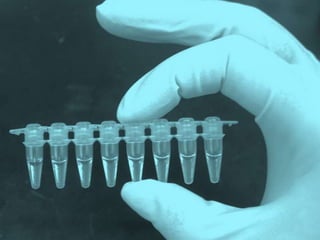 A
C
G
C
G
T
ADN
PREPARADO
(NUCLEOTIDOS)
Taq
 