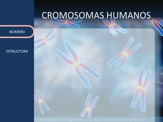 Fuente: 1. On-line Mendelian Inheritage in Men. 2. A.J. Solari, Genética Humana (2ª Edición)
CROMOSOMAS HUMANOS
NUMERO
ESTRUCTURA
 