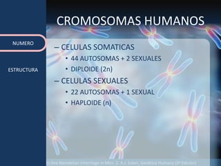 Fuente: 1. On-line Mendelian Inheritage in Men. 2. A.J. Solari, Genética Humana (2ª Edición)
CROMOSOMAS HUMANOS
– CELULAS SOMATICAS
• 44 AUTOSOMAS + 2 SEXUALES
• DIPLOIDE (2n)
– CELULAS SEXUALES
• 22 AUTOSOMAS + 1 SEXUAL
• HAPLOIDE (n)
NUMERO
ESTRUCTURA
 