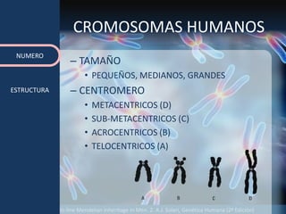 Fuente: 1. On-line Mendelian Inheritage in Men. 2. A.J. Solari, Genética Humana (2ª Edición)
CROMOSOMAS HUMANOS
– TAMAÑO
• PEQUEÑOS, MEDIANOS, GRANDES
– CENTROMERO
• METACENTRICOS (D)
• SUB-METACENTRICOS (C)
• ACROCENTRICOS (B)
• TELOCENTRICOS (A)
NUMERO
ESTRUCTURA
 