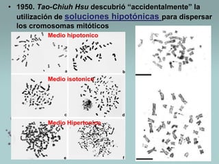 • 1950. Tao-Chiuh Hsu descubrió “accidentalmente” la
utilización de soluciones hipotónicas para dispersar
los cromosomas mitóticos
Medio hipotonico

Medio isotonico

Medio Hipertonico

 