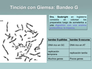 Tinción con Giemsa: Bandeo G
Dra. Seabright en Inglaterra
consistía
en
colorear
los
preparados luego de someterlos a
una digestión con una enzima
proteolítica: la tripsina.

bandas G-pálidas

bandas G-oscuras

DNA rico en GC

DNA rico en AT

replicación
temprana

replicación tardía

Muchos genes

Pocos genes

 