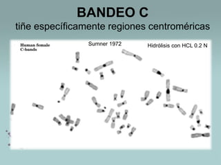 BANDEO C
tiñe específicamente regiones centroméricas
Sumner 1972

Hidrólisis con HCL 0.2 N

 