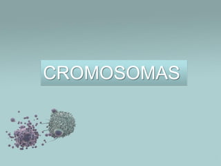 CROMOSOMAS

 