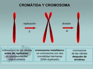 CROMÁTIDA Y CROMOSOMA

replicación

división

S

M

cromosoma de las células
antes de replicarse:
un cromosoma con
una cromátida

cromosoma metafásico:
un cromosoma con dos
cromátidas hermanas
(DNA duplicado)

cromosoma
de las células
después de
dividirse

 