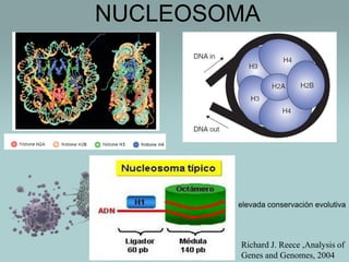 NUCLEOSOMA

elevada conservación evolutiva

Richard J. Reece ,Analysis of
Genes and Genomes, 2004

 