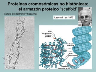 Proteínas cromosómicas no histónicas:
el armazón proteico “scaffold”
sulfato de dextrano y heparina
Laemmli en 1977

 