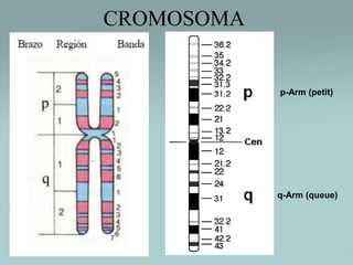 CROMOSOMA

p-Arm (petit)

q-Arm (queue)

 