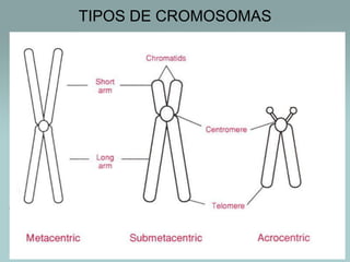 TIPOS DE CROMOSOMAS

 